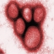 СЗО: Случаите на резистентност на H1N1 са редки - 
